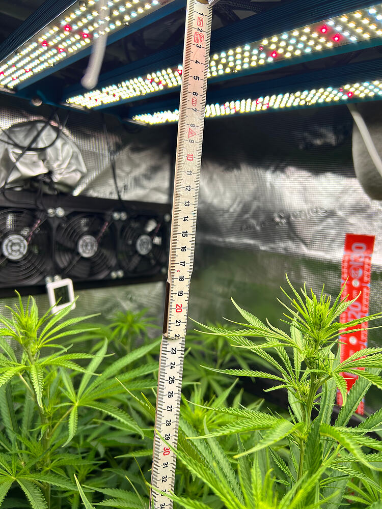 Eine Messlatte wird neben zwei jungen Cannabis-Pflanzen gehalten, die sich im frühen Blütestadium befinden. Die Pflanzen sind grün und zeigen erste Anzeichen von Blütenbildung. Im Hintergrund sind Lüfter und Grow-Lampen sichtbar.