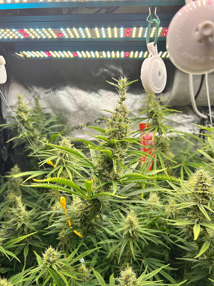 Nahaufnahme einer blühenden Cannabispflanze unter einer LED-Wachstumslampe, mit mehreren Blütenständen und Trichomen.