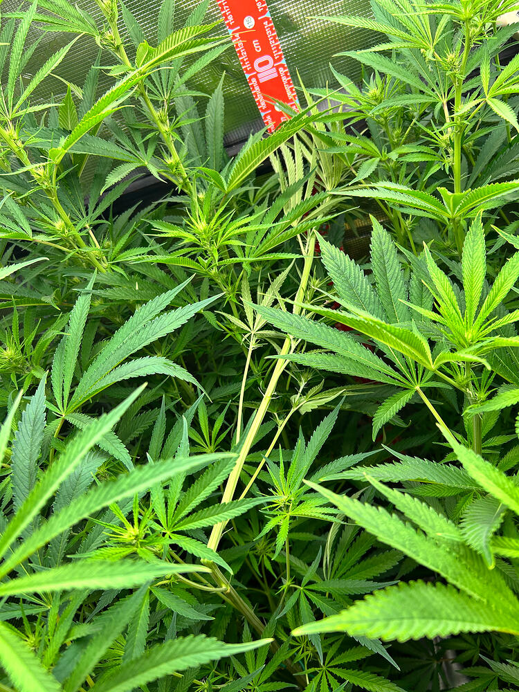 Nahaufnahme einer blühenden Cannabispflanze mit vielen grünen Blättern und jungen Blütenansätzen. Ein rotes Maßband mit Zentimeterskala ist oben im Bild zu sehen.