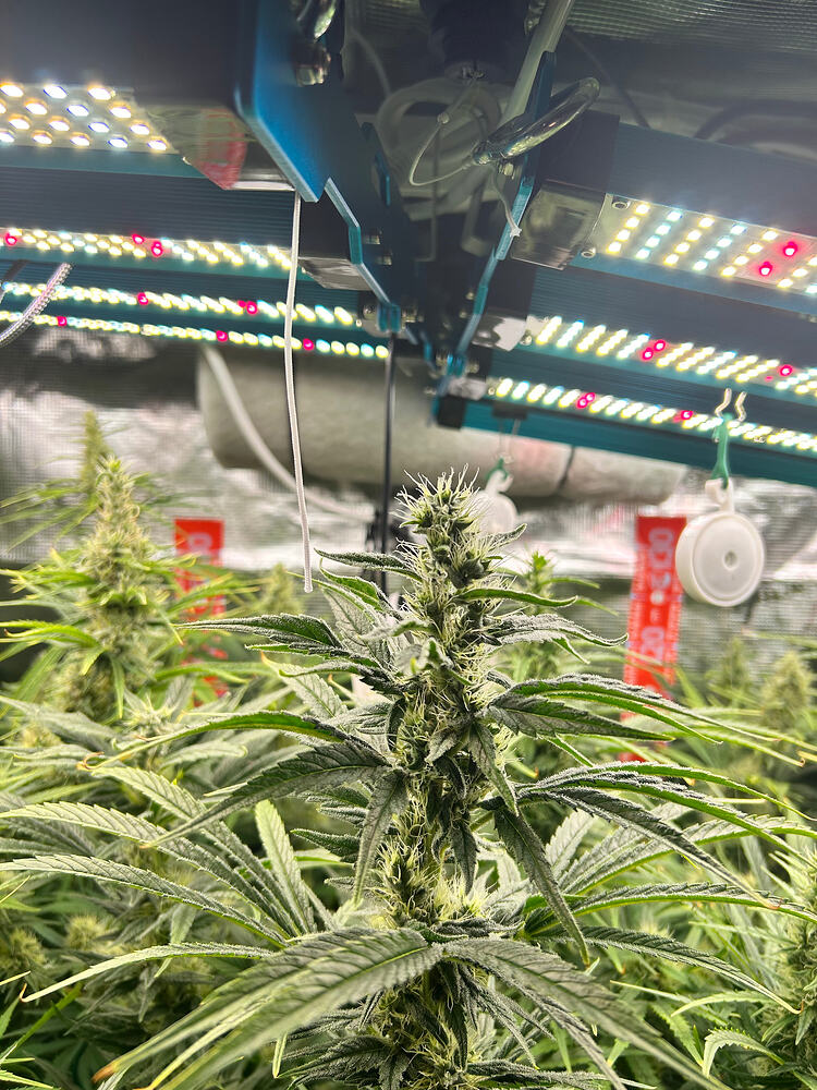 Nahaufnahme einer Cannabis-Pflanze in der Blütephase unter einer LED-Wachstumslampe. Der Hauptbud ist dicht und mit Trichomen bedeckt, während im Hintergrund weitere Pflanzen und Buds sichtbar sind.