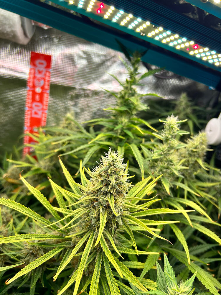 Growreport-Bild