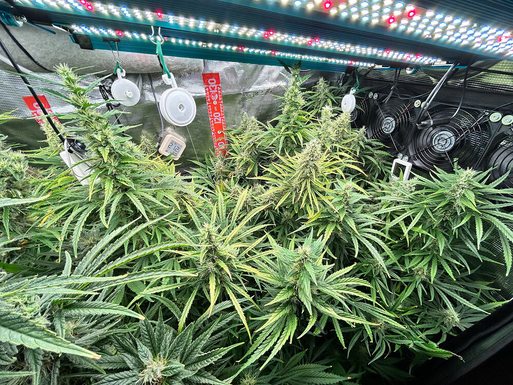 Cannabis-Pflanze im Growreport