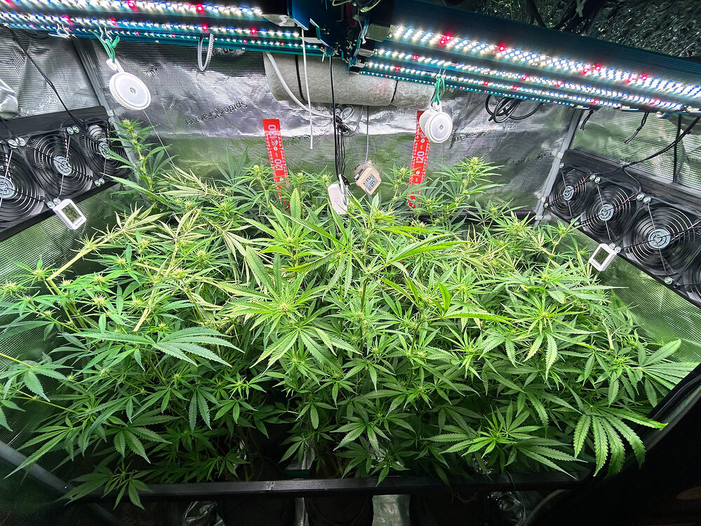 Growreport Bild 2