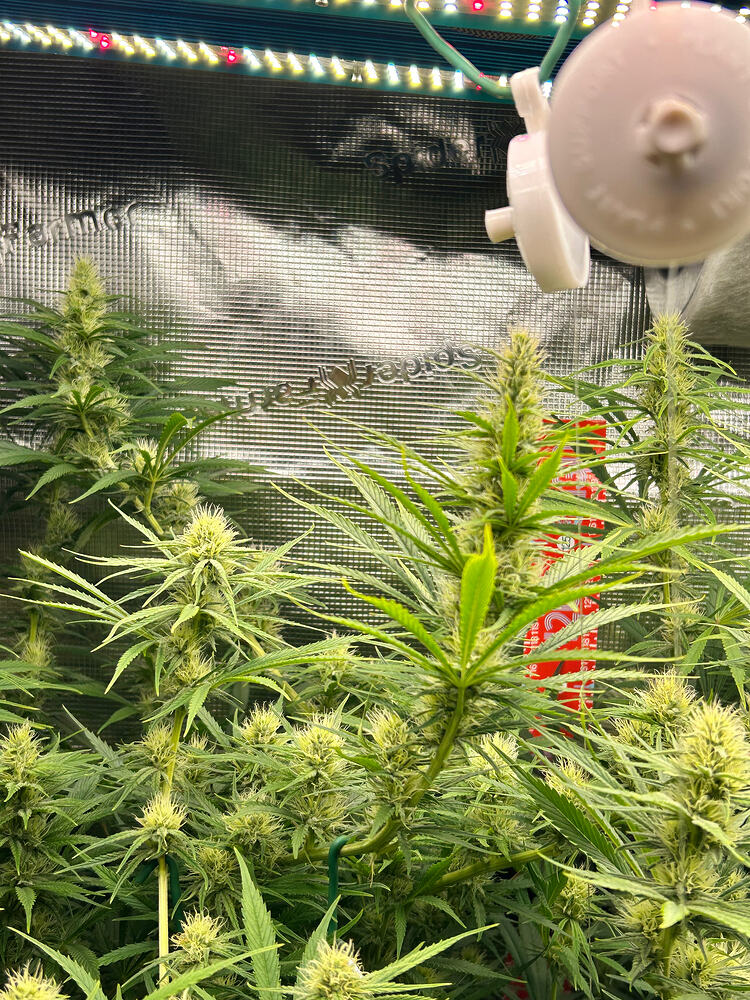 Mehrere Cannabis-Pflanzen in der Blütephase, mit dichtem Blattwerk und beginnenden Blütenständen, beleuchtet von einer LED-Wachstumslampe.