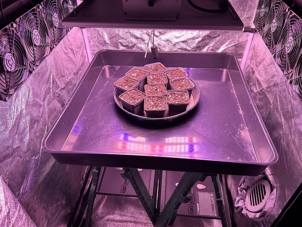 Mehrere kleine Anzuchttöpfe mit Erde, angeordnet auf einer runden Unterlage in einer Growbox, beleuchtet von einer LED-Pflanzenlampe und umgeben von Lüftern.