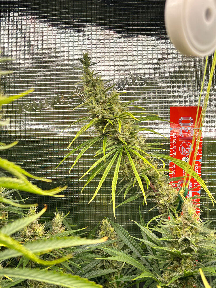 Eine Cannabis-Pflanze in der Blütephase mit dichten Blütenständen und langen, schmalen Blättern. Im Hintergrund ist eine reflektierende Growbox-Folie zu sehen, daneben ein rotes Maßband mit Markierungen für die Wochen. Mehrere Blütenstände sind sichtbar, wobei einer prominent im Vordergrund hängt.