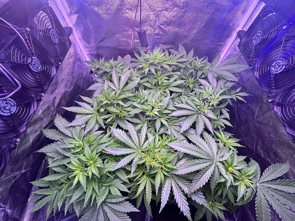 Mehrere Cannabis-Pflanzen in der Wachstumsphase unter LED-Beleuchtung in einem Grow-Zelt, mit Lüftern an den Seiten.