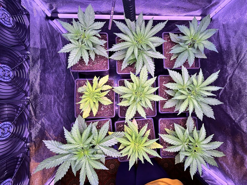 Neun junge Cannabis-Pflanzen in Töpfen, die in einer Growbox stehen. Einige Pflanzen zeigen Anzeichen von Gelbfärbung, während andere gesund aussehen. Ventilatoren sind an der linken Seite der Box sichtbar.