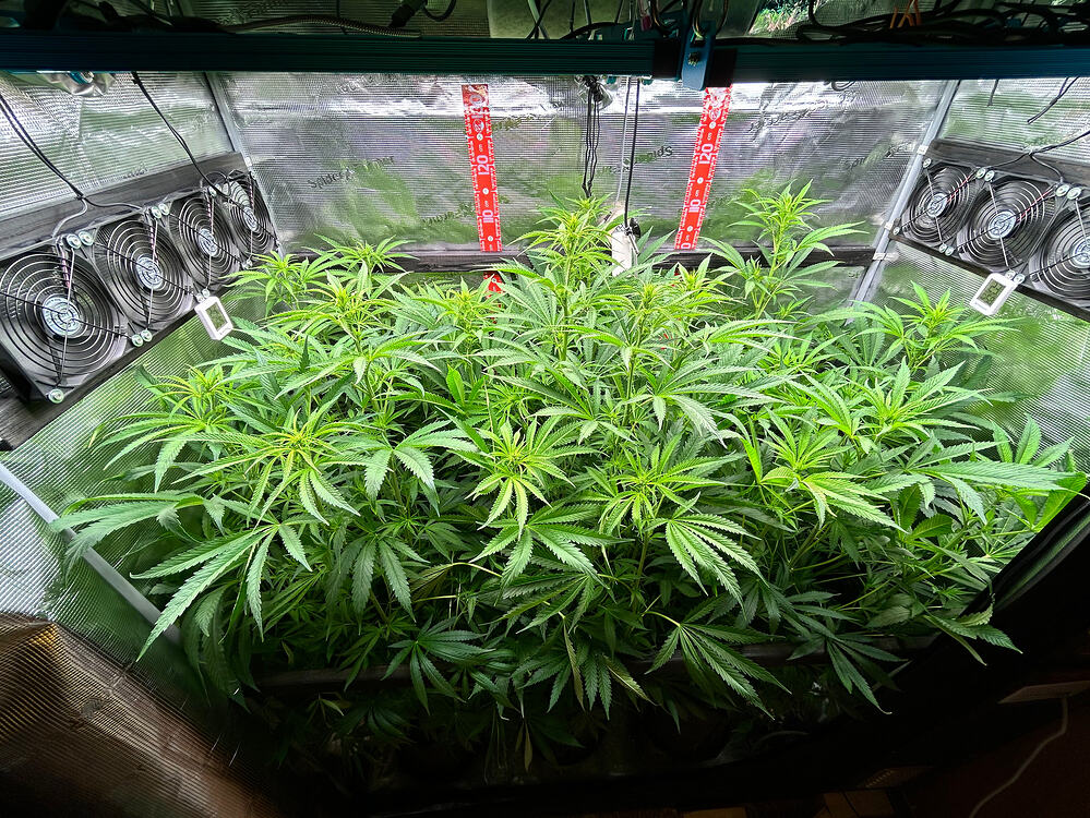 Eine dicht gewachsene Cannabispflanze in einer Growbox, umgeben von Lüftern und Beleuchtung.