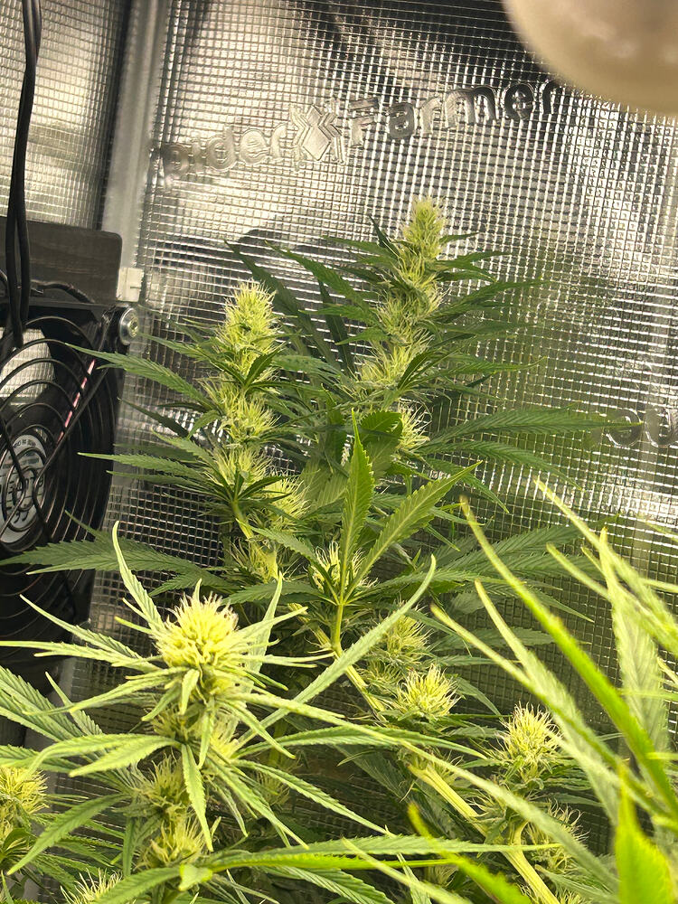 Eine Cannabis-Pflanze in der Blütephase mit mehreren gut entwickelten Blütenständen, die von grünen Blättern umgeben sind. Im Hintergrund ist ein Lüfter und die reflektierende Innenwand eines Grow-Zeltes zu sehen.