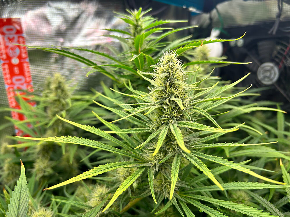 Growreport Bild 12