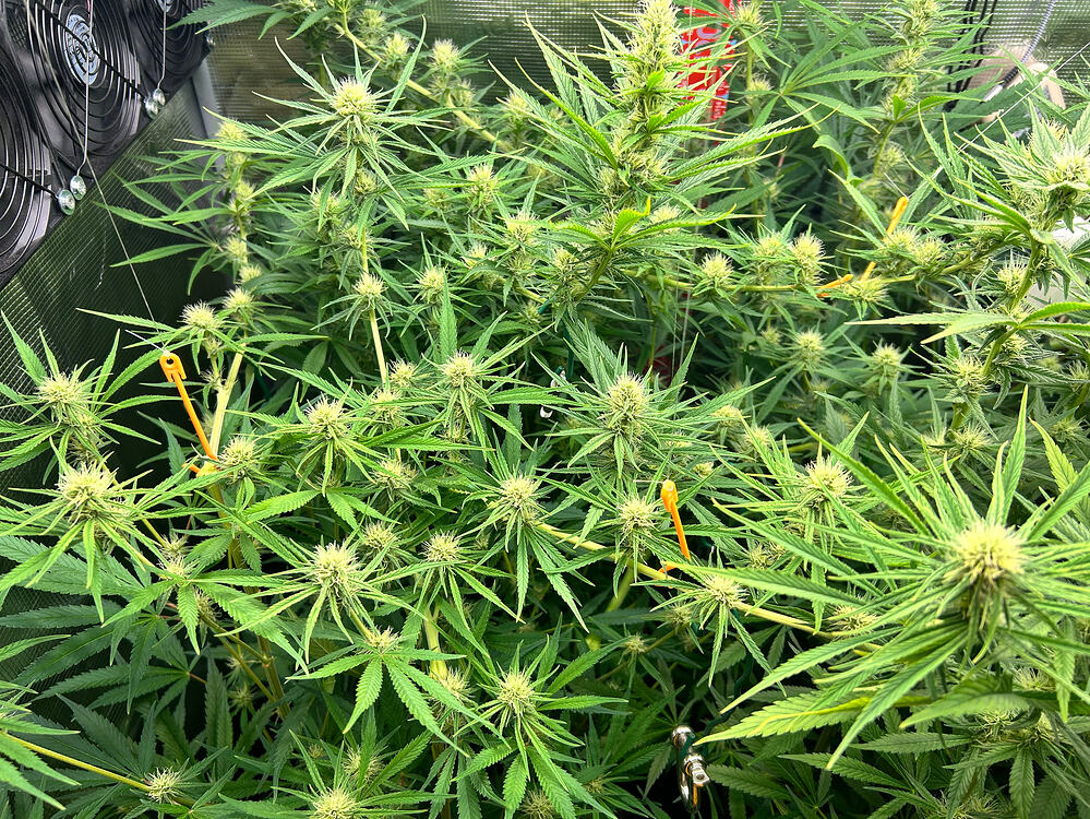 Eine dicht belaubte Cannabispflanze in der Blütephase, mit vielen kleinen, sich entwickelnden Blütenständen und einigen gelben Stützstäbchen. Im Hintergrund ist ein Teil eines Lüfters zu sehen.