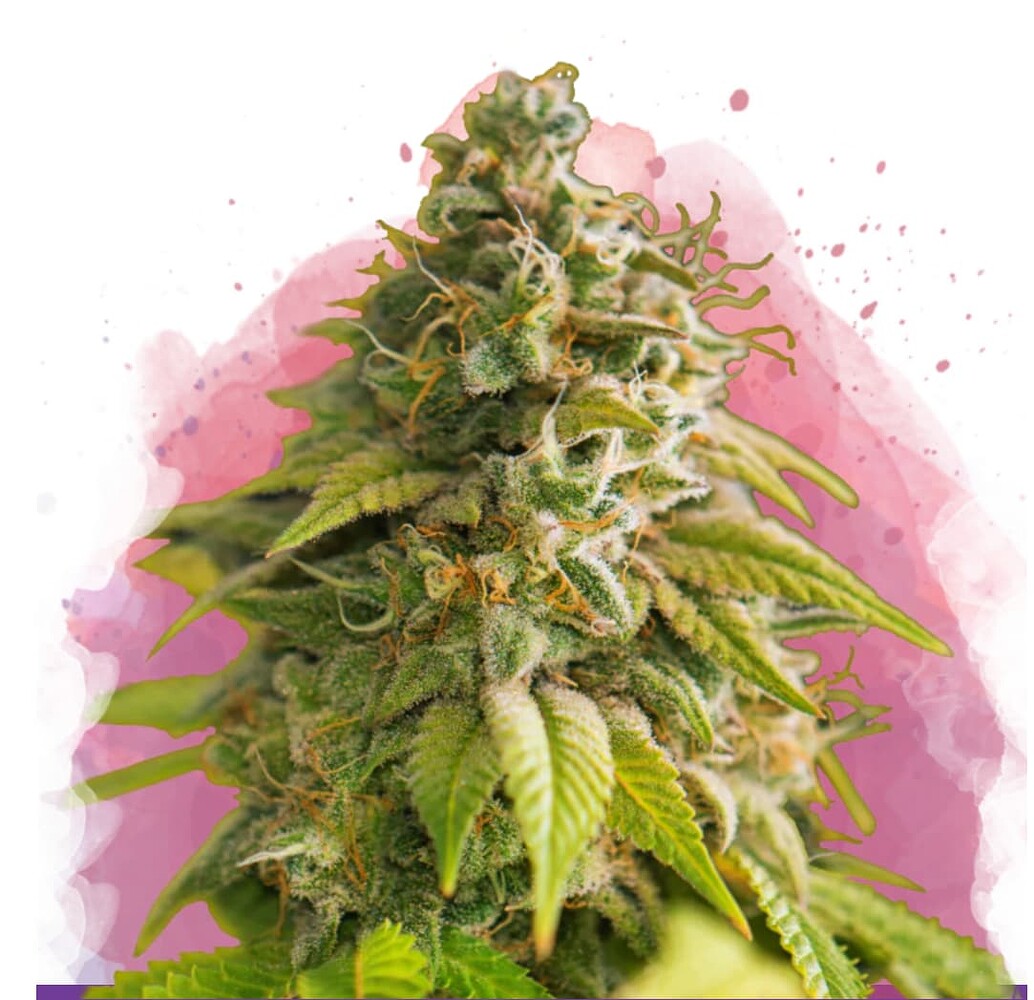 Nahaufnahme eines einzelnen, reifen Cannabis-Buds mit vielen Trichomen und grünen Blättern, umgeben von einem abstrakten, aquarellartigen rosa Farbspritzer-Hintergrund.