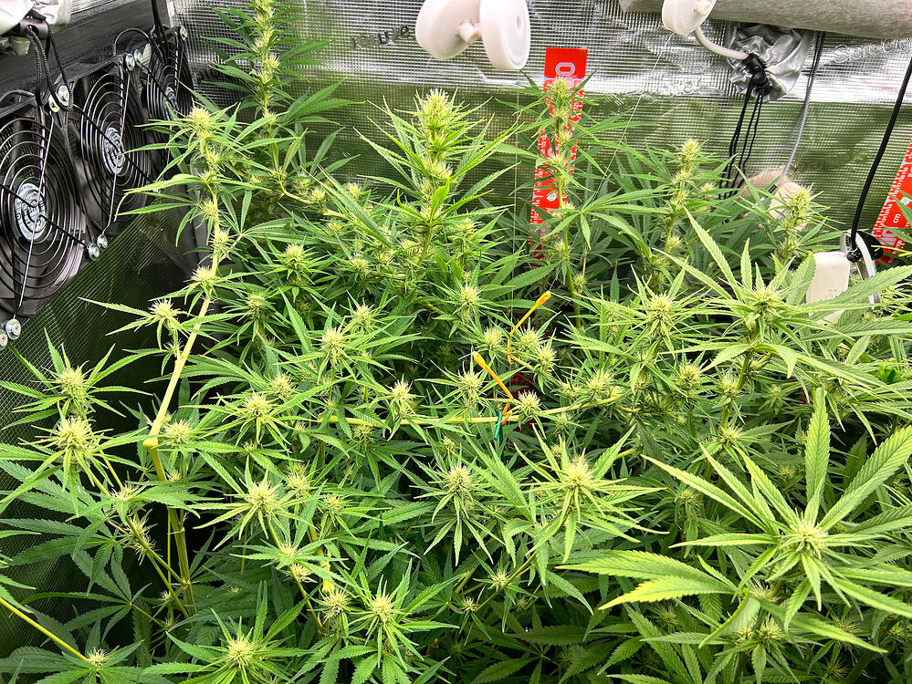Mehrere Cannabis-Pflanzen in der Blütephase, mit sichtbaren Trichomen und beginnenden Blütenkelchen. Die Pflanzen sind dicht und grün, mit einigen gelblichen Blättern an den unteren Rändern. Im Hintergrund sind Lüfter und Beleuchtungsausrüstung zu sehen.