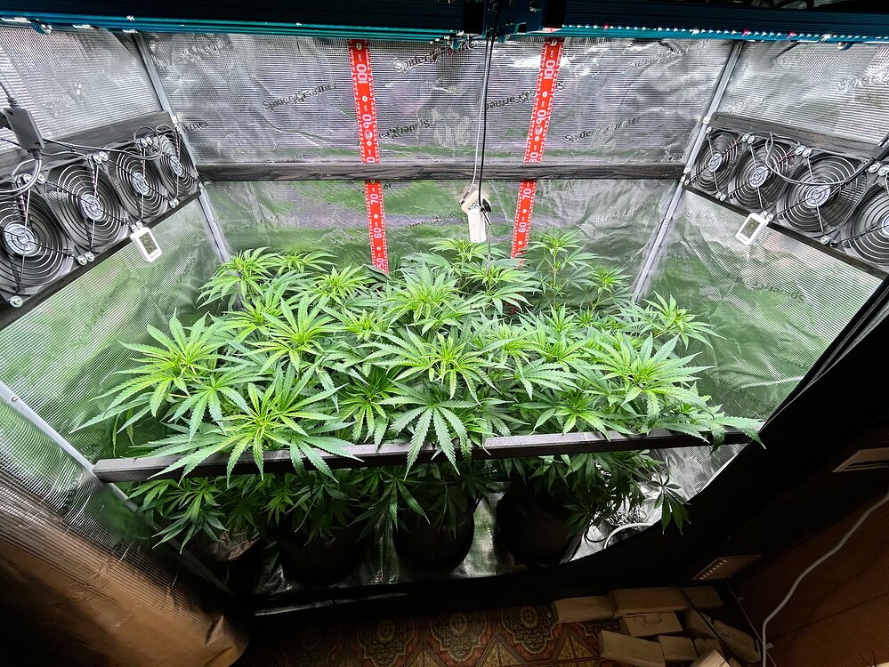 Eine Growbox mit mehreren jungen Cannabis-Pflanzen im Wuchsstadium, beleuchtet von einer LED-Lampe. Mehrere Ventilatoren sind an der Decke montiert.