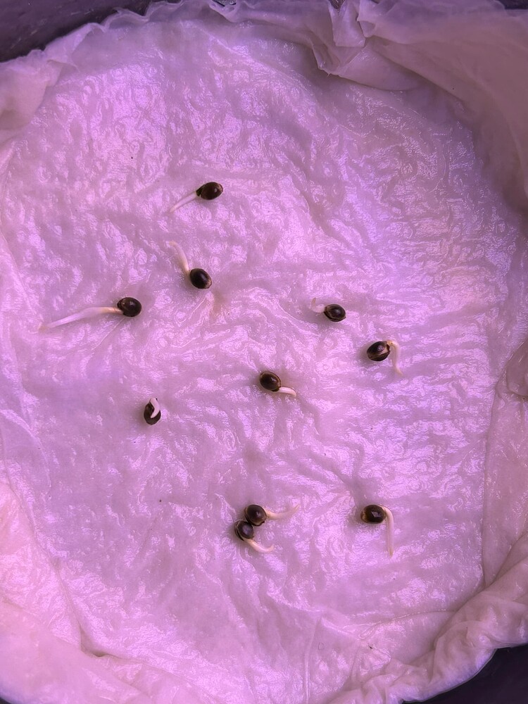 Growreport Bild 4