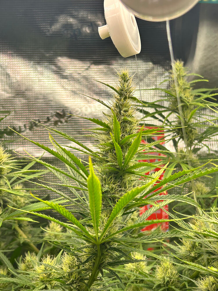 Nahaufnahme einer blühenden Cannabispflanze mit deutlichen Blütenständen und langen, grünen Blättern. Im Hintergrund sind weitere Pflanzen und eine reflektierende Oberfläche zu sehen.