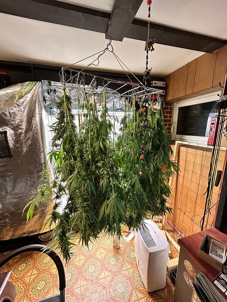 Vier Cannabis-Pflanzen hängen kopfüber an einem Metallgestell zur Trocknung. Die Pflanzen sind vollständig geerntet und die Buds sind sichtbar. Im Hintergrund ist ein Zelt und ein Luftentfeuchter zu sehen.