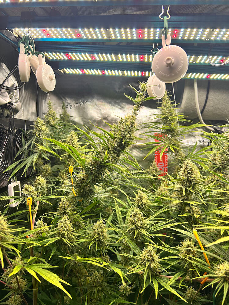 Mehrere Cannabis-Pflanzen in voller Blüte unter einer LED-Wachstumslampe, mit sichtbaren Buds und Blättern.