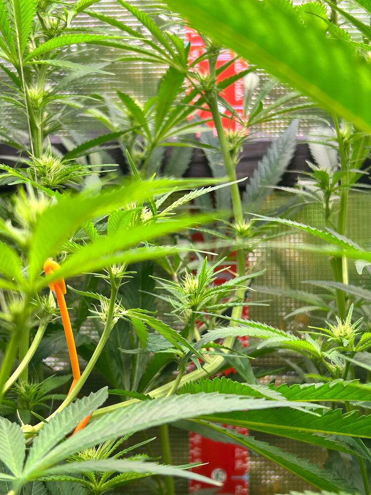 Nahaufnahme von Cannabis-Pflanzen im frühen Blütestadium, mit sichtbaren kleinen Blütenansätzen und grünen Blättern. Im Hintergrund ist eine rote Skala zu erkennen.
