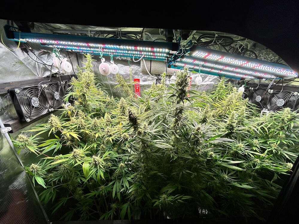 Mehrere Cannabis-Pflanzen in voller Blüte unter LED-Wachstumslichtern, mit Lüftern an den Seitenwänden des Growzelts.