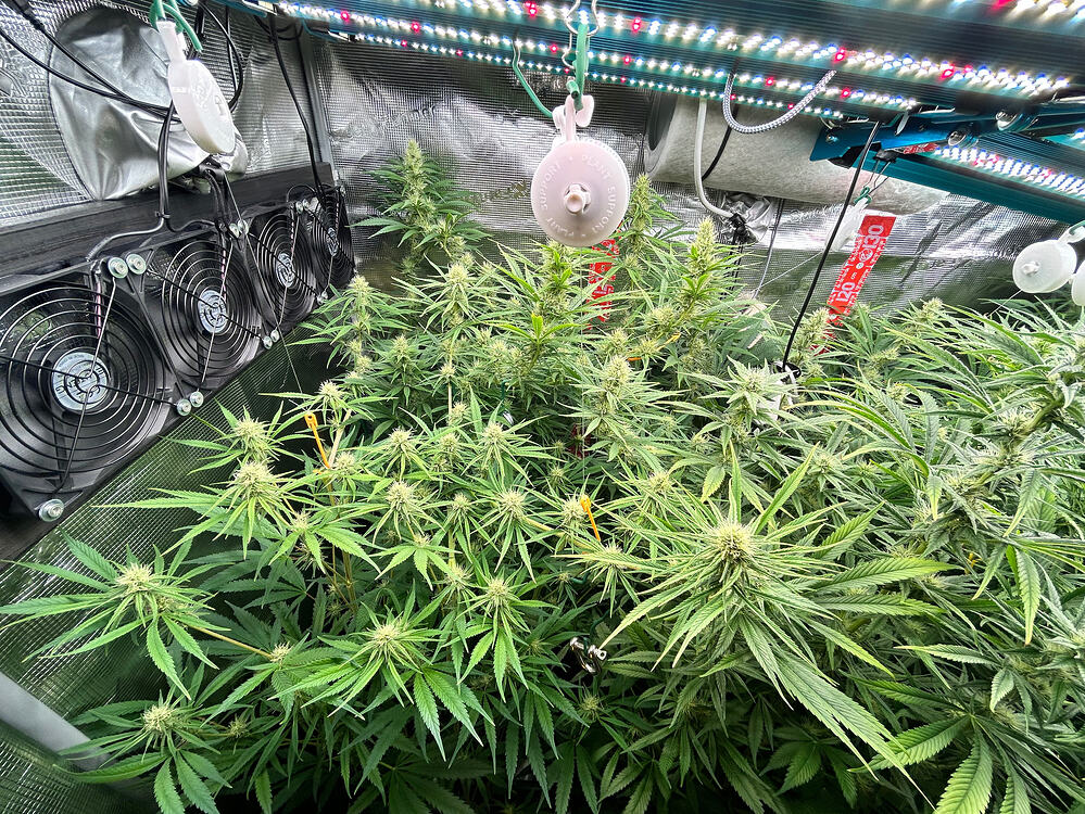 Mehrere Cannabis-Pflanzen in der Blütephase, dicht an dicht stehend, mit sichtbaren Blütenansätzen und breiten Blättern. Im Hintergrund sind Lüfter und eine Grow-Lampe zu sehen.