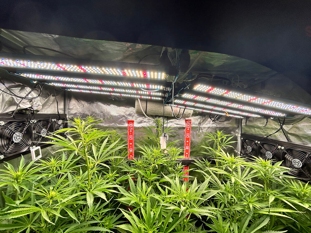 Growreport-Bild