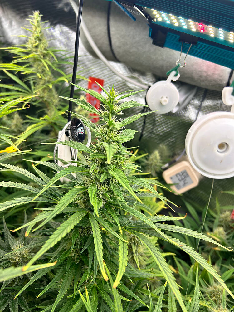 Eine Cannabis-Pflanze in der Blütephase mit mehreren Blütenständen und langen, gezackten Blättern. Im Hintergrund sind eine LED-Wachstumslampe und ein Hygrometer zu sehen.