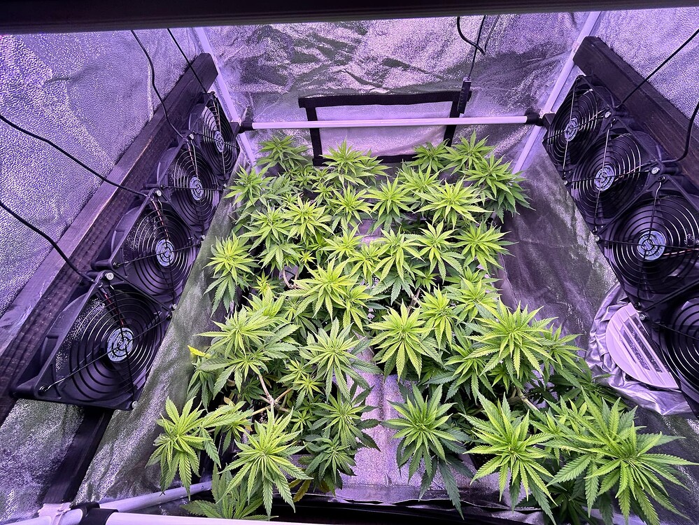 Viele junge Cannabis-Pflanzen in einem Zelt, umgeben von Lüftern.