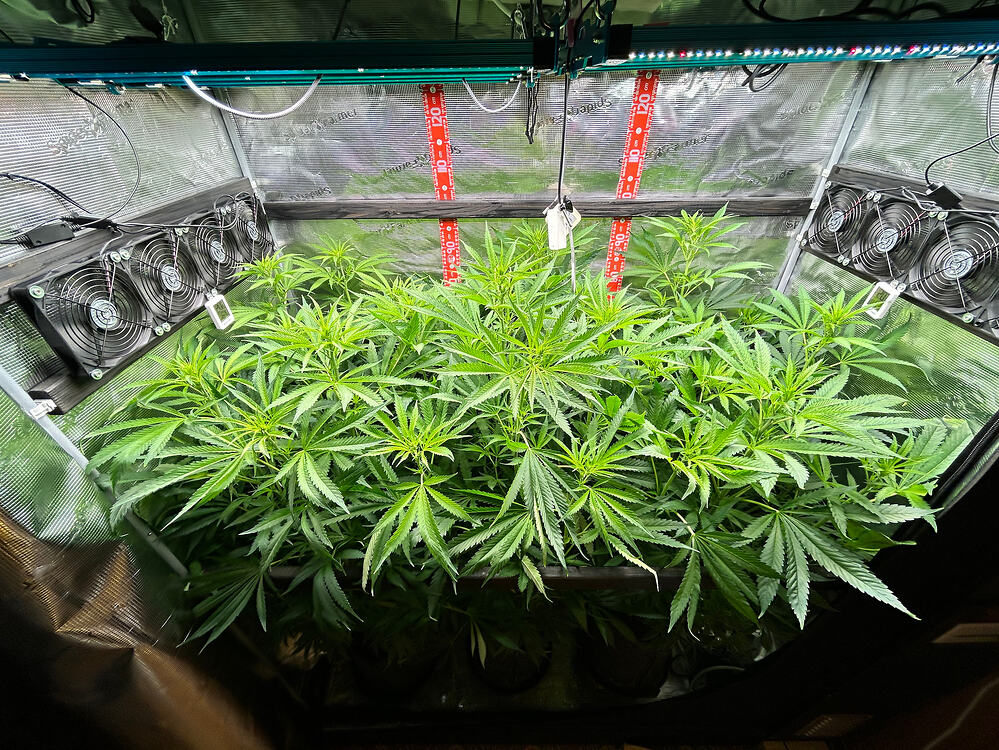 Eine Gruppe von Cannabis-Pflanzen in der Wachstumsphase, die dicht in einer Growbox stehen. Mehrere Ventilatoren sind an den Seitenwänden montiert, und eine LED-Wachstumslampe ist über den Pflanzen angebracht.