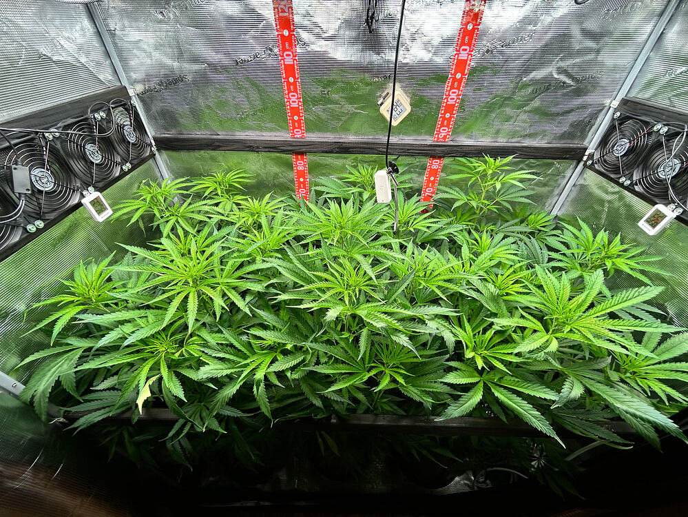 Growreport Bild 2