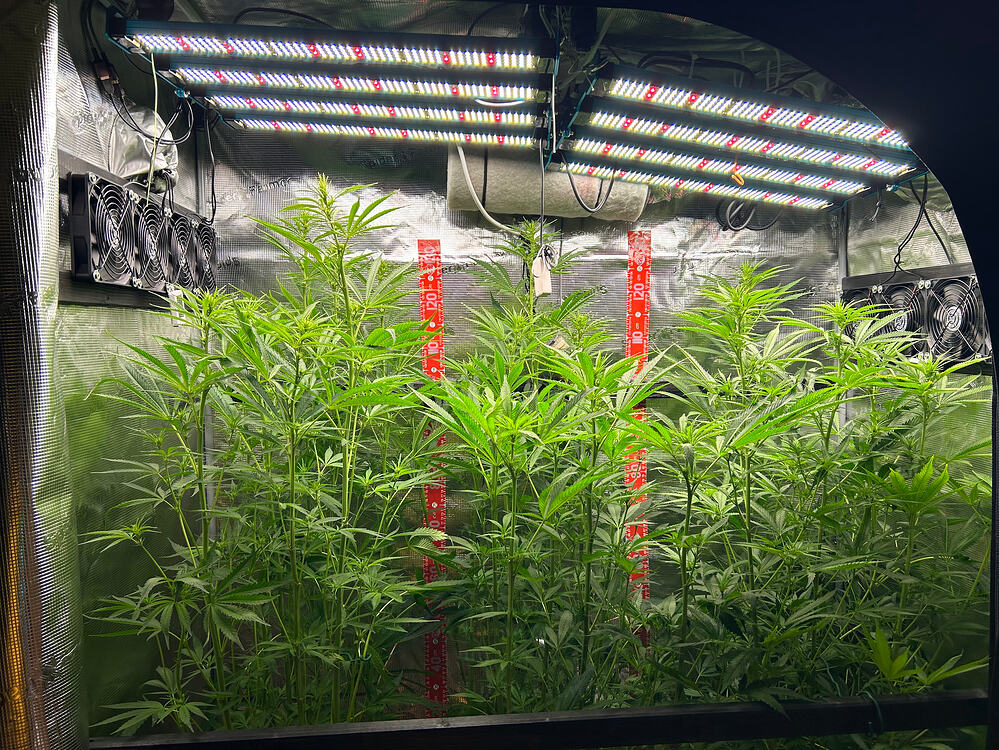 Mehrere hohe Cannabis-Pflanzen in einem Growzelt unter LED-Lampen, mit Messlatten zur Höhenkontrolle.