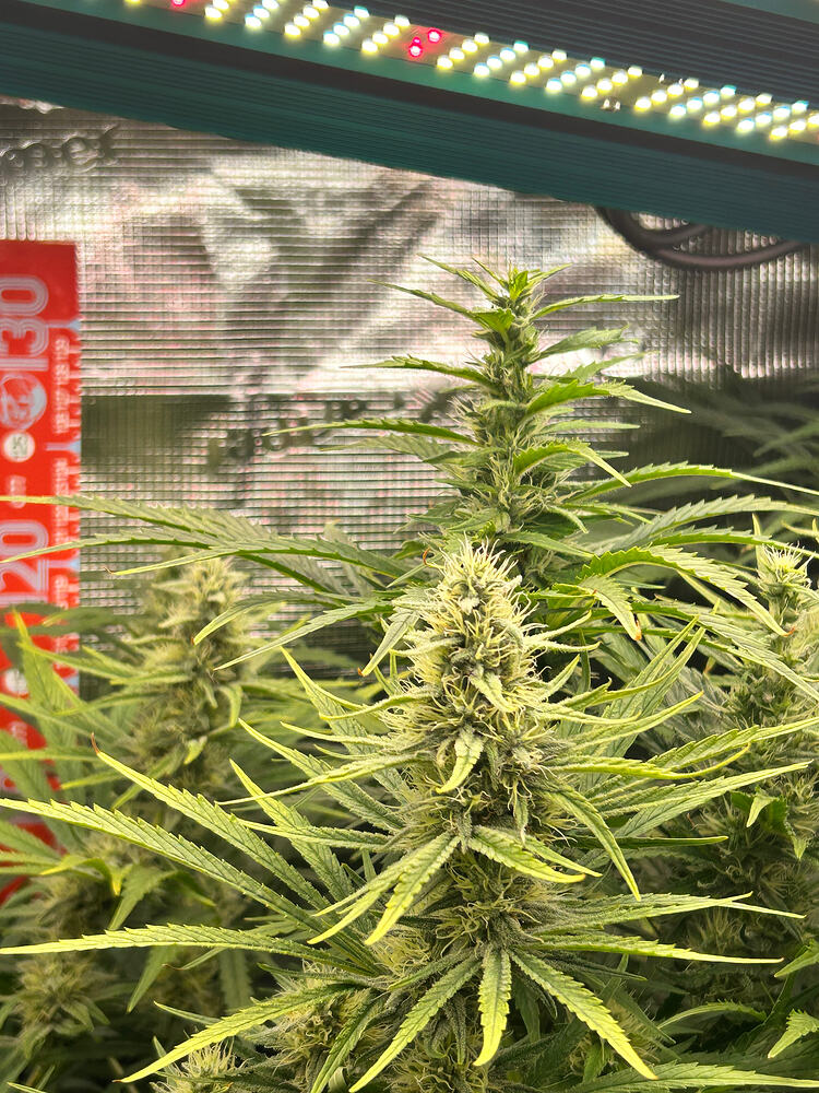Eine Cannabis-Pflanze in der Blütephase mit mehreren dicht wachsenden Blütenständen, beleuchtet von einer LED-Wachstumslampe.