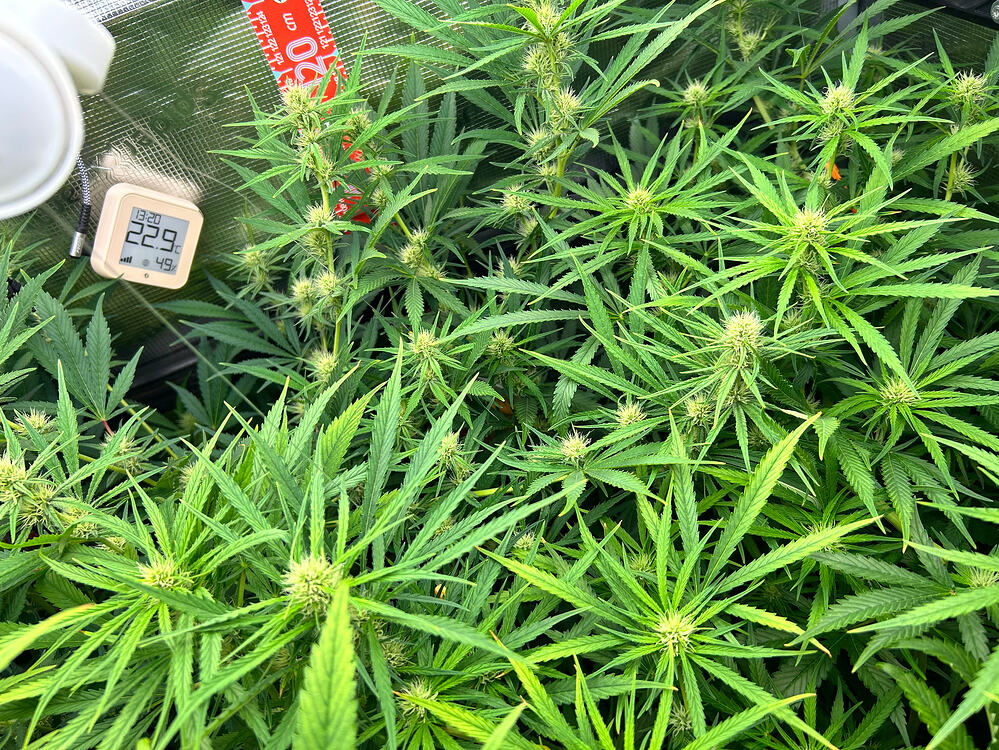 Mehrere Cannabis-Pflanzen in der Blütephase, mit sichtbaren Trichomen und beginnenden Blüten. Ein digitales Thermometer/Hygrometer zeigt 22.9°C und 49% Luftfeuchtigkeit an.