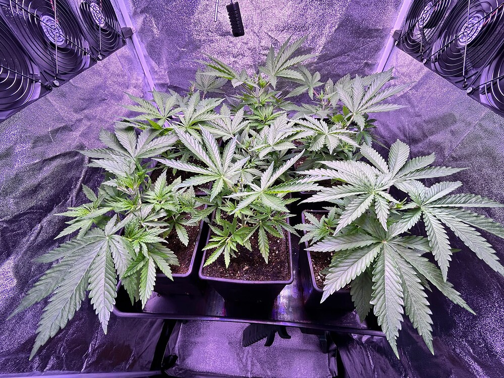Vier junge Cannabis-Pflanzen in Töpfen unter einer Grow-Lampe in einem Zelt. Oben links sind Lüfter zu sehen.