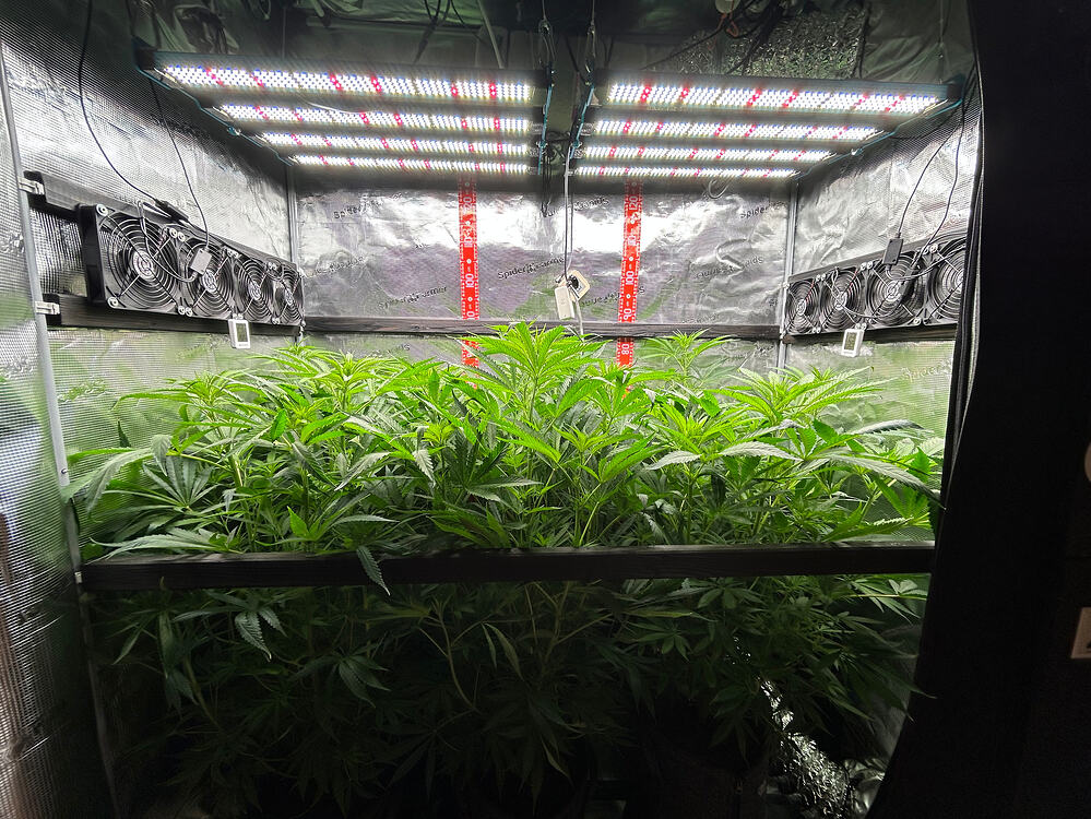 Cannabis-Pflanze im Growreport