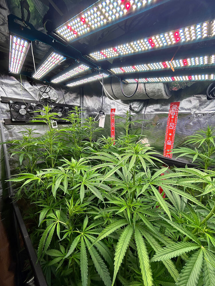 Growreport-Bild
