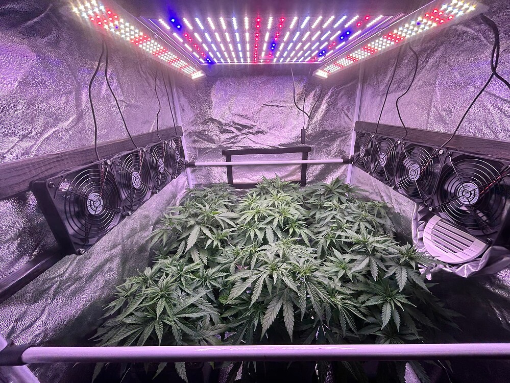 Eine Gruppe von Cannabis-Pflanzen in der Wachstumsphase unter einer LED-Pflanzenlampe in einer Growbox. Mehrere Ventilatoren sind an der Seite montiert.