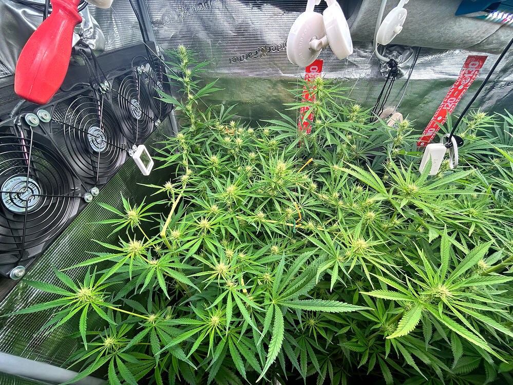 Mehrere Cannabis-Pflanzen in der Blütephase, bedeckt mit vielen kleinen Blütenansätzen, in einem Growzelt mit Lüftern und Beleuchtung.