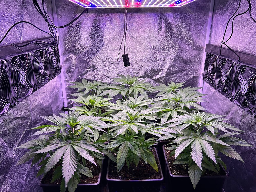 Growreport Bild 1