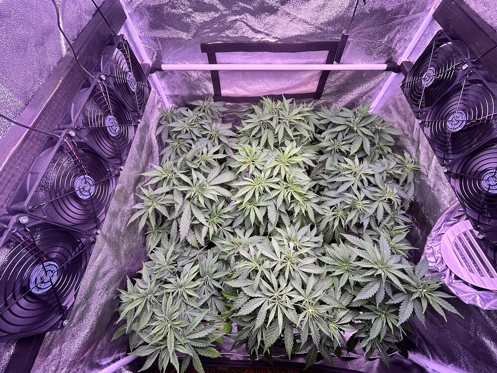 Mehrere junge Cannabis-Pflanzen in einer Growbox, umgeben von Lüftern und einer LED-Lampe.
