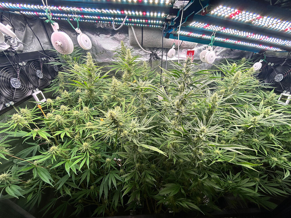 Zwei Cannabis-Pflanzen in voller Blüte unter LED-Wachstumslichtern, umgeben von Lüftern und Reflektoren.
