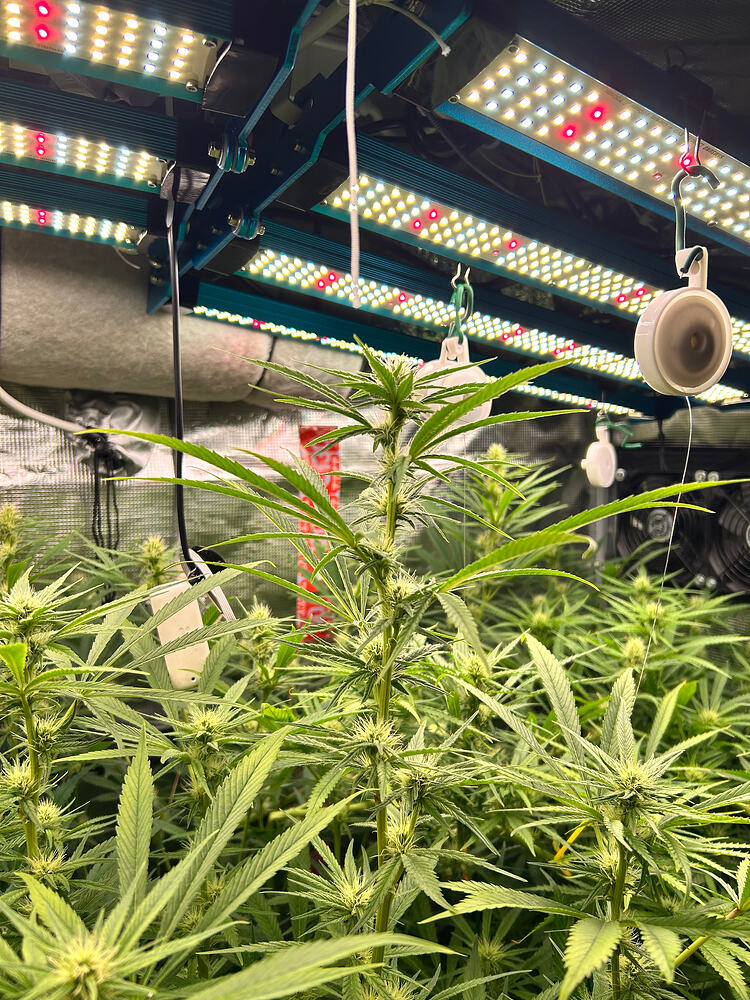 Mehrere junge Cannabis-Pflanzen in der Blütephase unter LED-Wachstumslichtern, mit sichtbaren Blütenansätzen und Fächerblättern.