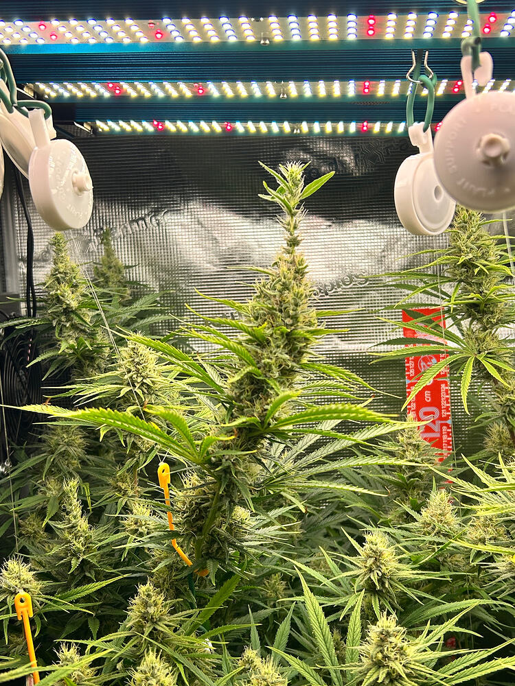Eine Cannabis-Pflanze in der Blütephase mit mehreren dicht gepackten Blütenständen, die unter einer LED-Wachstumslampe in einem Zelt wächst. Die Pflanze zeigt deutliche Anzeichen von Bud-Entwicklung und ist von anderen Pflanzen umgeben.