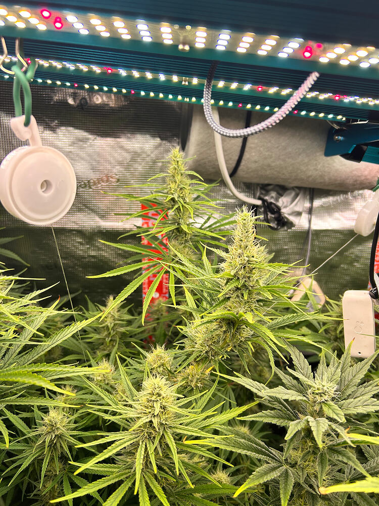 Mehrere Cannabis-Pflanzen im späten Blütestadium unter einer LED-Wachstumslampe, mit sichtbaren Blütenständen und dichtem Blattwerk.