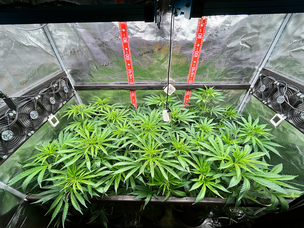 Cannabis-Pflanze im Growreport