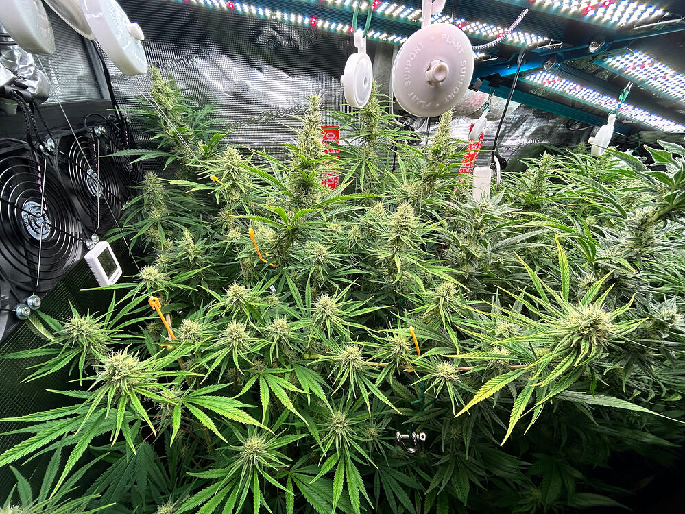 Eine dicht belaubte Cannabispflanze in der Blütephase, mit zahlreichen Blütenständen und breiten Blättern, steht unter LED-Beleuchtung in einer Growbox. Lüfter und Aufhängungen sind im Hintergrund sichtbar.