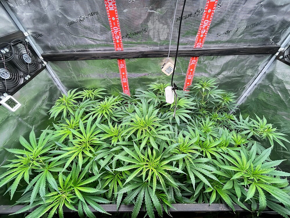 Mehrere junge Cannabis-Pflanzen in einer Growbox, die sich im Wuchs befinden. Die Pflanzen sind dicht beieinander und zeigen gesunde grüne Blätter. Im Hintergrund sind Lüfter und eine Messsonde zu sehen.