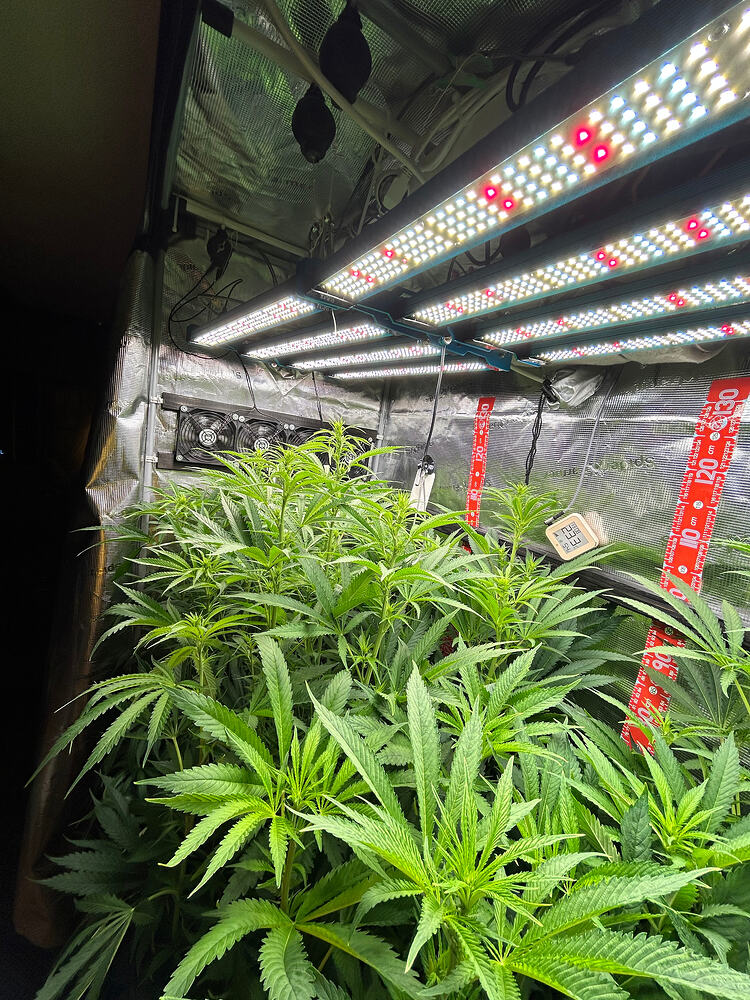 Mehrere junge Cannabis-Pflanzen in voller Blüte unter LED-Wachstumslichtern in einer Growbox. Die Pflanzen sind dicht und grün, mit vielen Blättern und Stängeln, die sich nach oben erstrecken. Die Lichter sind hell und beleuchten die Pflanzen von oben. Ein Ventilator ist an der Seite der Box montiert.