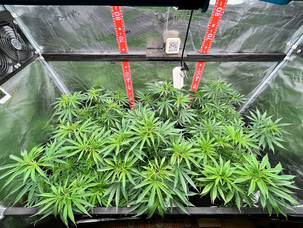Growreport Bild 7